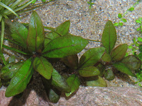 ludwigia glandulosa vista superior