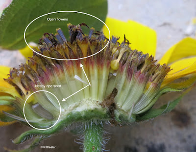 sunflower inflorescence 