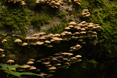Psathyrella piluliformis, Great Smoky Mountains National Park