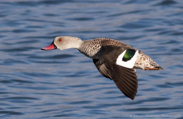 Cape Teal Duck in Flight Table Bay Nature Reserve Woodbridge Island Vernon Chalmers Photography Copyright
