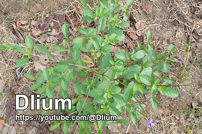 Dlium Indian porterweed (Stachytarpheta indica)