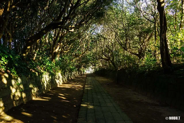 酒列磯前神社の樹叢