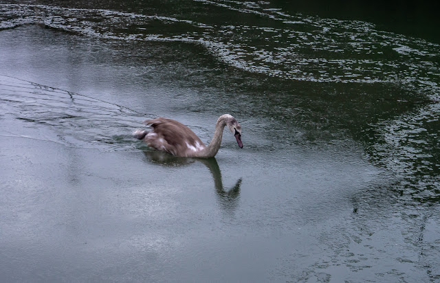 A not very clear photo of one of the cygnets figthing its way through the ice