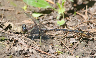 Lancet Clubtail (Phanogomphus exilis)