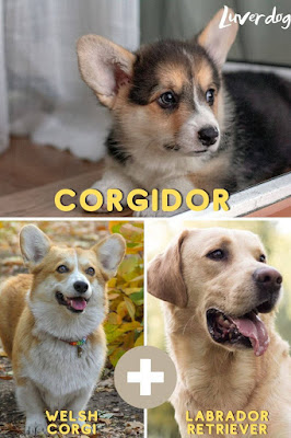 Corgidor