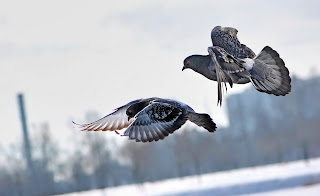 Birds Doves Nature Flying Photo HD Wallpaper
