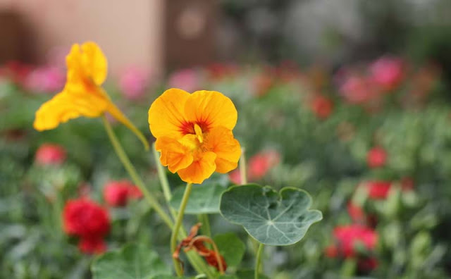 Nasturtium Flowers Pictures