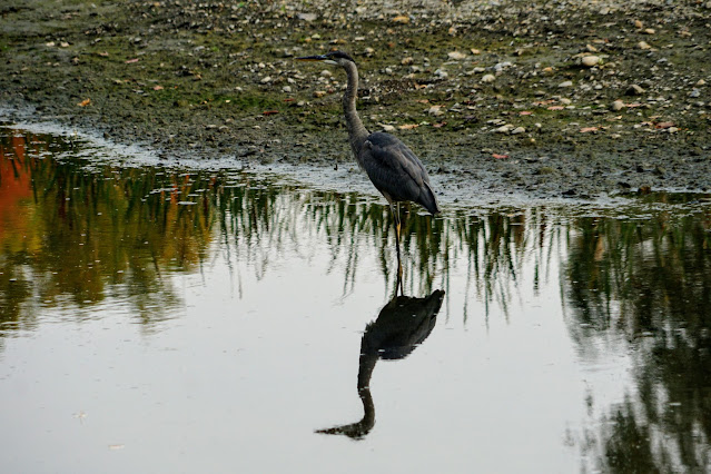 Great Blue Heron hunting in Highland Creek in Morningside Park