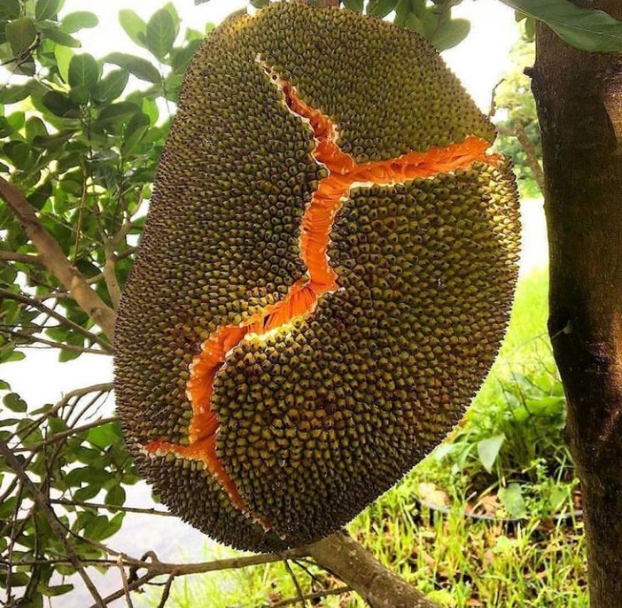 Nangka Merah 3 Sumatra Barat