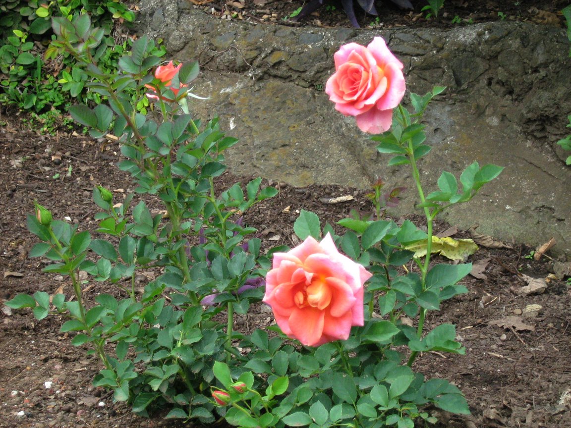 Rose Bush In The Mercado.