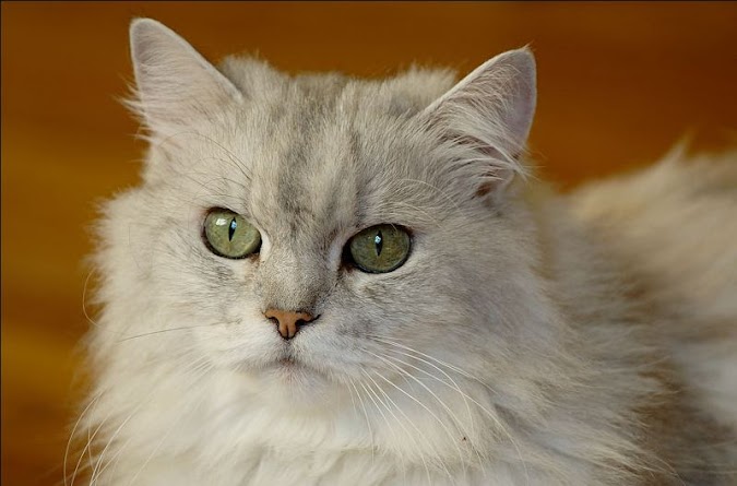 Ciri-ciri Kucing Persia Baru Lahir dan Cara Membedakan Mereka dari Kucing Kampung
