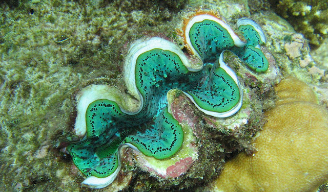 giant clam