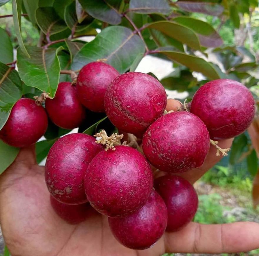 bibit kelengkeng merah cepat berbunga tanaman super genjah lengkeng cocok untuk tabulampot banyak Kalimantan Timur