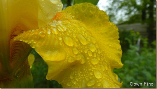 Water droplets and flowers_090