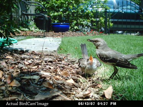 Bird Watch Camera