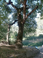 El roure de més de 200 anys de la Font de Bellveí