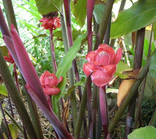 Etlinger elatior, torch ginger