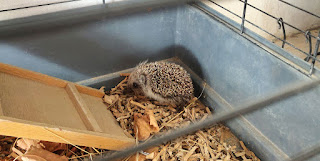 Meet Brian the Hedgehog