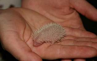 [Image: hedgehog-babies09.jpg]