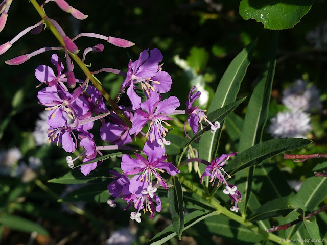 sprig of purple flowers