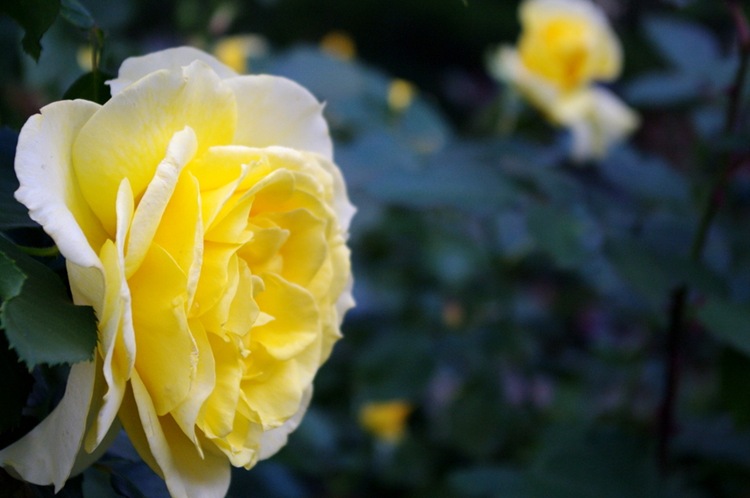IMGP0229