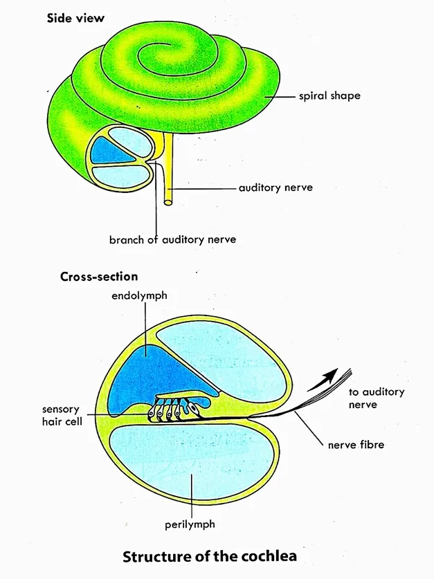 Mechanism of hearing, function of the human ear