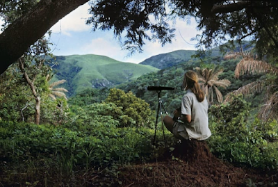 color photo og Jane Goodall sittng in forest