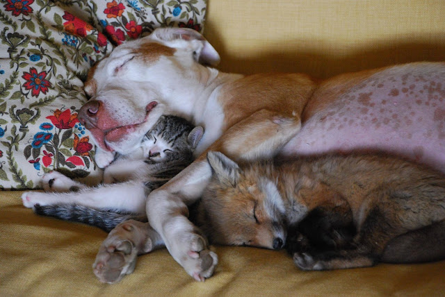 35 pictures of cats and dogs get along, cats and dogs pictures, cats and dogs are friends