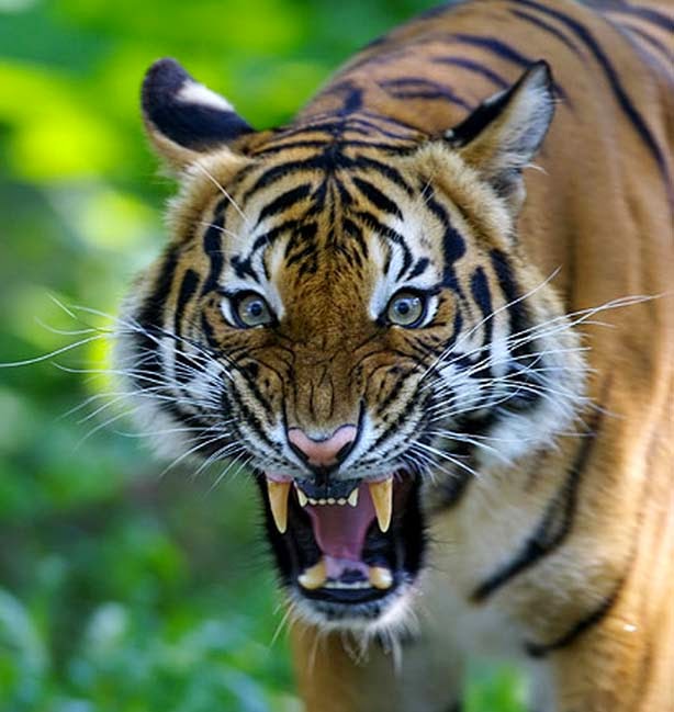 Harimau Sumatera khas DAERAH Jambi INDONESIA hewan 