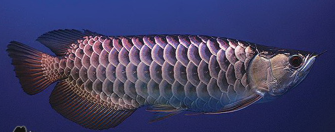  Ikan  Arwana  Hewan Peliharaan
