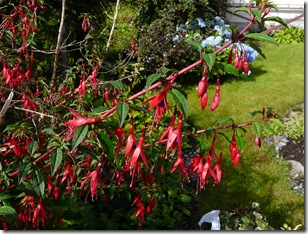 blomster 2010 022