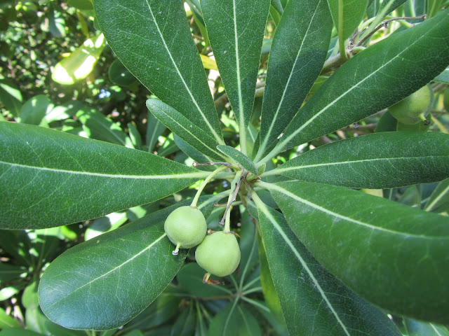 Frutti Pittosporum tobira