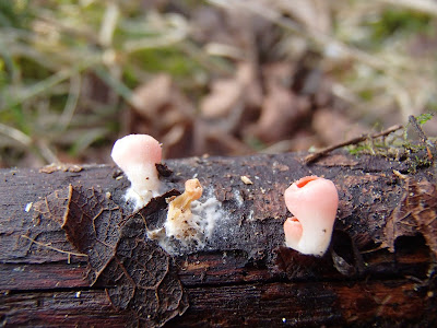 Krokusy 2018, krokusy na Orawie, grzyby wiosenne, grzyby w kwietniu, czarki z krokusami