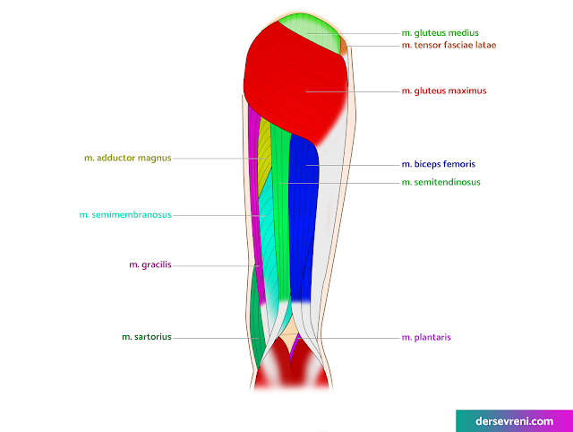 m. iliopsoas major m. iliopsoas minor  m. iliacus m. gluteus maximus m. gluteus medius m. gluteus minimus  m. obturator internus m. obturator externus m. gemellus superior m. gemellus inferior m. quadratus femoris m. piriformis m. sartorius m. quadriceps femoris m. rectus femoris m. vastus lateralis m. vastus medialis m. vastus intermedius m. tensor fasciae latae m. pectineus m. biceps femoris m. semitendinosus m. semimembranosus