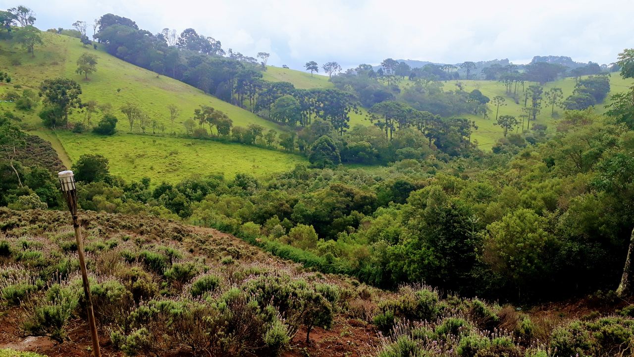 O Contemplário de Cunha - Campos de Lavanda em São Paulo