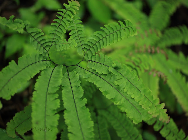 Adiantum pedatum