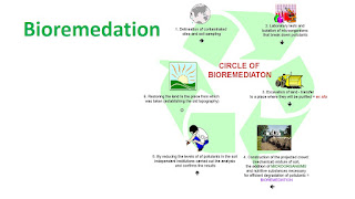 बायोरेमेडिएशन क्या है ?  |   What is Bioremediation ?