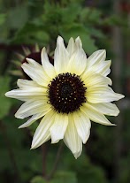 Bunga Matahari Orange - Teknik Budidaya bunga matahari ~ Kisah Hidroponikku : Gambar bunga mawar bunga matahari bunga sakura.