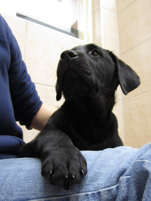 A ten week old black lab puppy is lying across the lap of a person who is mostly cut out of the picture. The person is wearing blue jeans and a blue sweater and has her left hand resting on the puppy's back. The puppy's front right arm is lying across the person's leg and he is looking up towards the person's face. He has a very calm, soft expression on his face, with big round eyes, long eyelashes, and soft velvety ears.