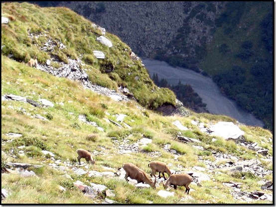 31-A-family-of-bouquetin-or-ibex