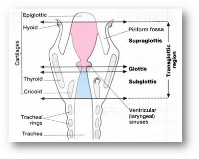 struktur-anatomi-laring