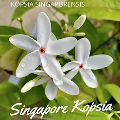 Singapore Kopsia