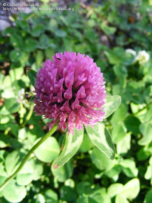 http://www.biodiversidadvirtual.org/herbarium/Trifolium-pratense-L.-subsp.-pratense-img228382.html