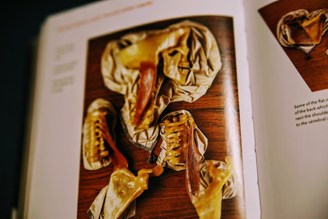 kości Encyclopaedia Anatomica Taschen