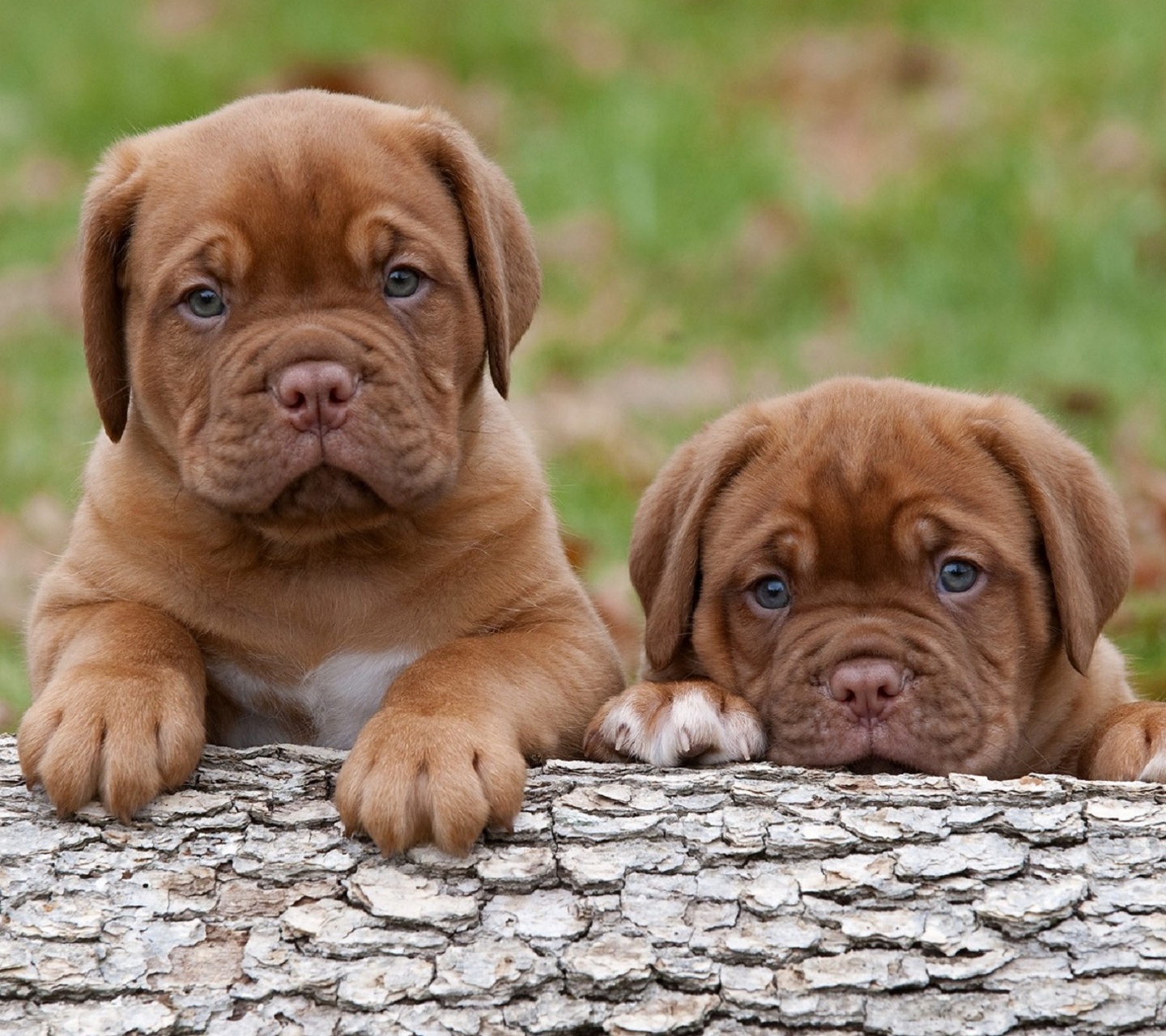 Puppies wallpaper for mobile phones.