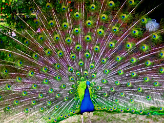 Showing off his plumage 