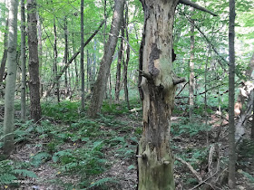 forest in central Michigan