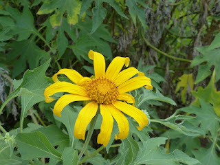 Tithonia diversifolia - Tournesol mexicain - Fleur fête des mères