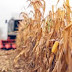 Average KY Yield Projected at 181 bushels an acre