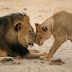 Los  leones del Kalahari 